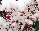 Snow Covered Nandina Berries - 2.jpg